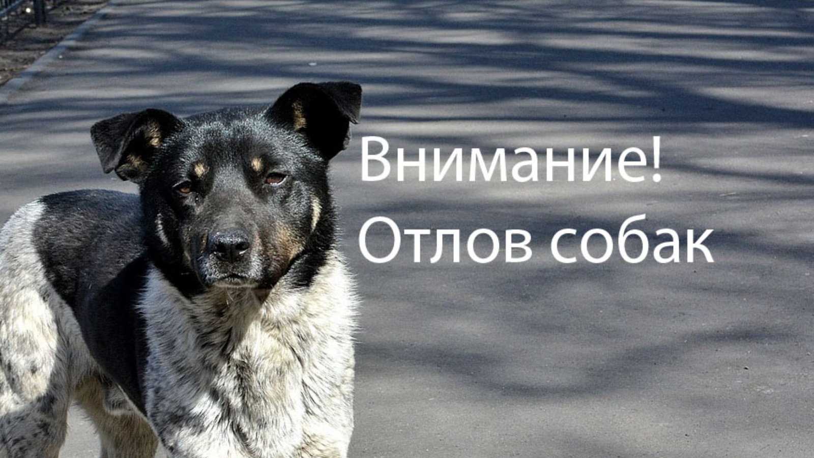 Сегодня на территории р.п. Татищево был проведен плановый отлов безнадзорных животных.