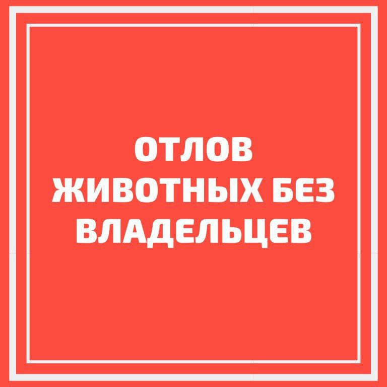Вчера на территории р.п. Татищево был проведен плановый отлов безнадзорных животных.