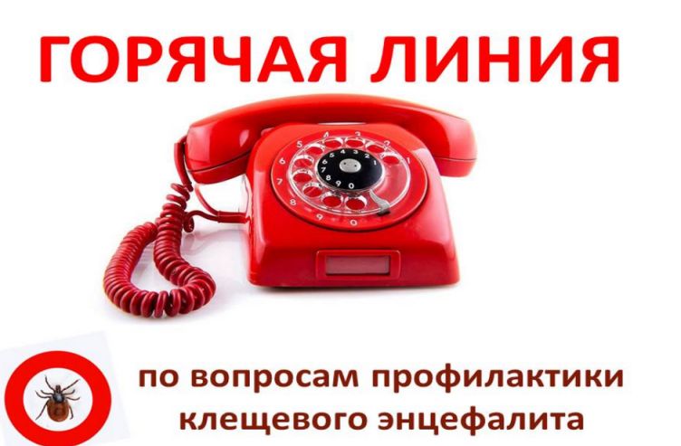 Клещи в Саратовской области. Для укушенных запустили «горячую линию».