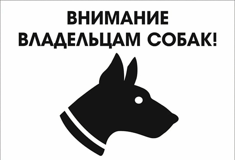 Правила выгула собак: основные рекомендации. Правила выгула собак: основные рекомендации.