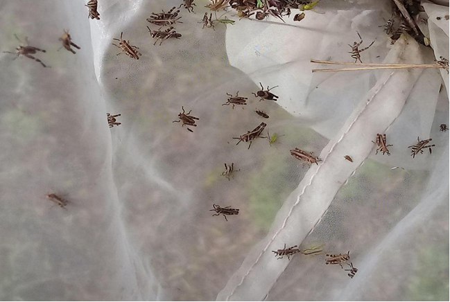 Уважаемые сельхозтоваропроизводители!. Уважаемые сельхозтоваропроизводители!.